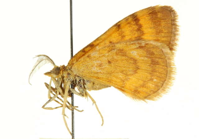 Image of Loxofidonia acidaliata Packard 1874