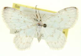 Image of Hydrelia brunneifasciata Packard 1876