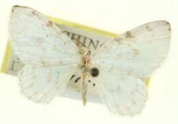 Image of Hydrelia brunneifasciata Packard 1876