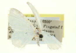 Image of Hydrelia brunneifasciata Packard 1876