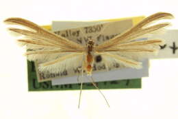 Слика од Oidaematophorus catalinae