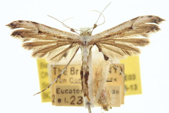 Image of Eupatorium Plume Moth