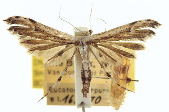 Image of Eupatorium Plume Moth