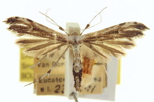 Image of Eupatorium Plume Moth