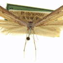 Image of Oidaematophorus lindseyi McDunnough 1923