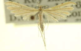 Image of Adaina simplicius (Grossbeck 1917)