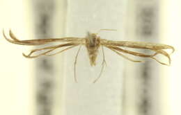 Image of Adaina simplicius (Grossbeck 1917)