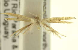 Image of Adaina simplicius (Grossbeck 1917)