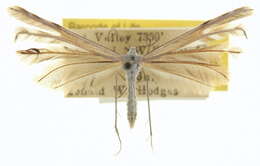 Image of Singularia walsinghami (Fernald 1898)