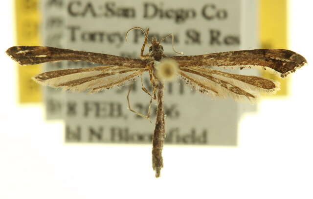 Image of Moth