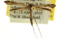 Image of Moth