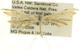 Image of Oidaematophorus mathewianus (Zeller 1874)