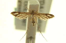 Image of Moth