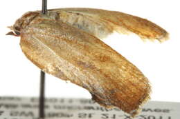 Image of Amorbia concavana Zeller 1877