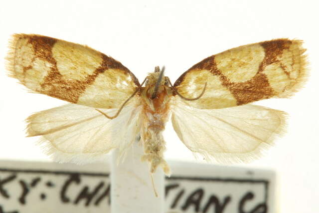 Plancia ëd <i>Cenopis ferreana</i>