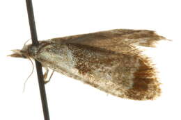 Image of Phtheochroa vulneratana Zetterstedt