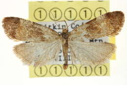 Image of Phtheochroa vulneratana Zetterstedt