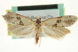 <i>Nycthia yuccatana</i> resmi