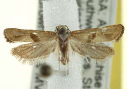 Image of <i>Eugnosta brownana</i>