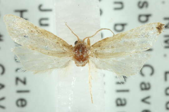 Image of <i>Cochylis yinyangana</i>