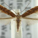 Image of Moth