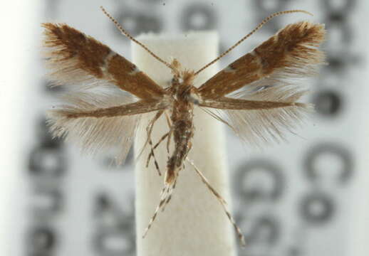 Image of Cremastobombycia verbesinella (Busck 1900)