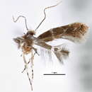 Image of <i>Cremastobombycia chromolaenae</i>