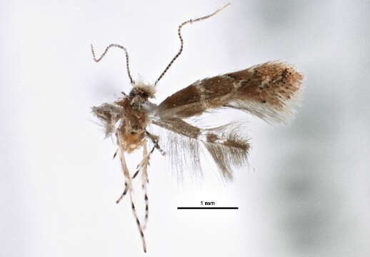 Image of <i>Cremastobombycia chromolaenae</i>