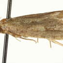 Image of <i>Acrolophus powelli</i>