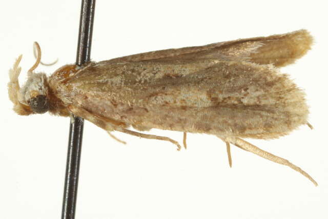 Image of <i>Acrolophus powelli</i>