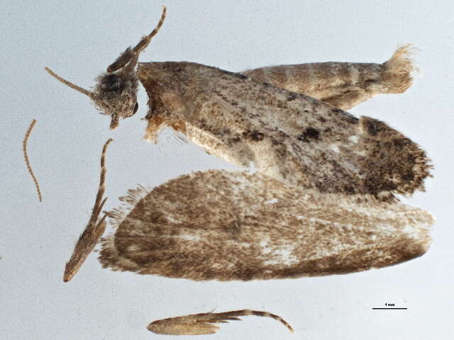 Image de Acrolophus cockerelli Dyar 1900