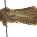 Image of Acrolophus persimplex Dyar 1900