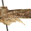 Image of Acrolophus nelsoni