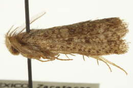 Image of burrowing webworms