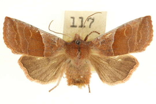 Image of Eupsilia fringata Barnes & McDunnough 1916