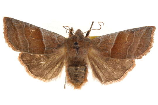 Image of Eupsilia fringata Barnes & McDunnough 1916