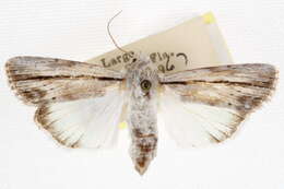 Image de <i>Catabenoides vitrina</i>