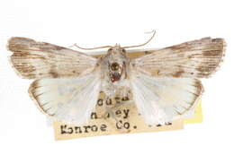 Image de <i>Catabenoides vitrina</i>