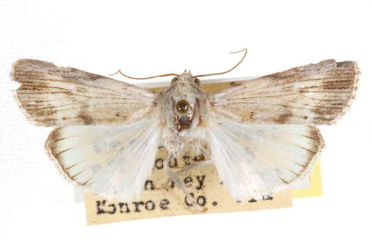 Image of <i>Catabenoides vitrina</i>