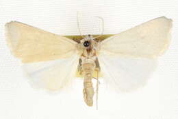 Image of Sparkia immacula Grote 1883