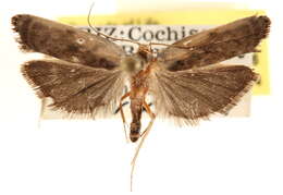 Image of Antaeotricha furcata Walsingham 1889