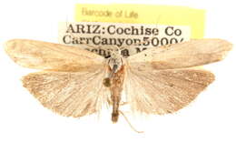Image of Antaeotricha furcata Walsingham 1889