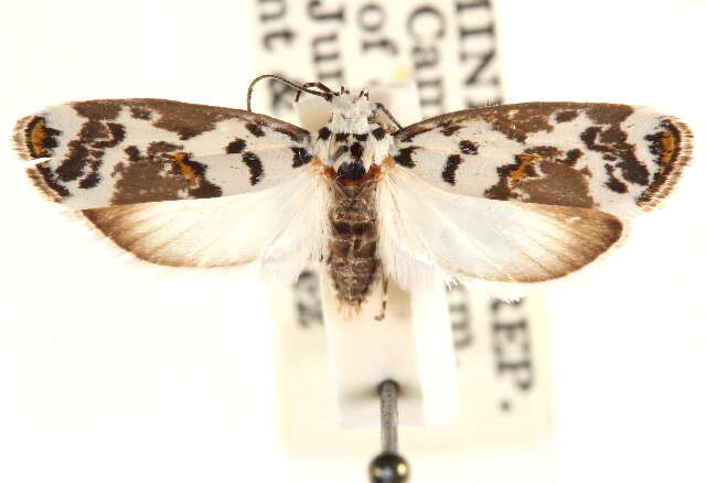 Ethmia abraxasella Walker 1864的圖片