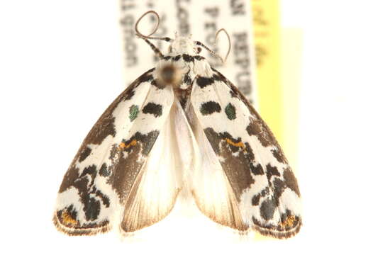 Ethmia abraxasella Walker 1864的圖片