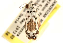 Ethmia abraxasella Walker 1864的圖片