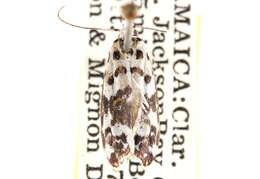 Ethmia abraxasella Walker 1864的圖片