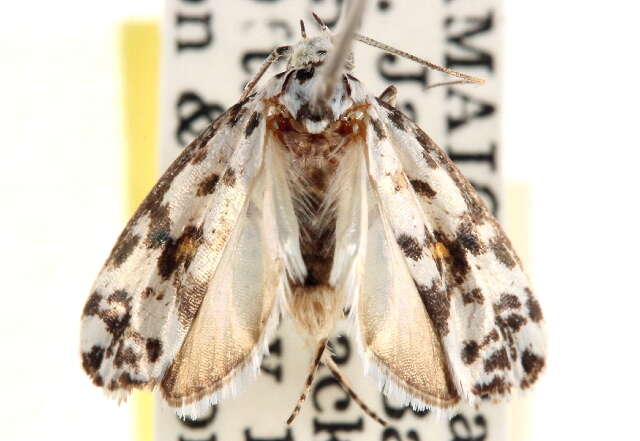 Ethmia abraxasella Walker 1864的圖片