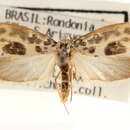 Image of Ethmia cypraspis Meyrick 1930