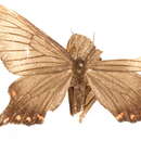 Image de Epicopeia mencia Moore 1874