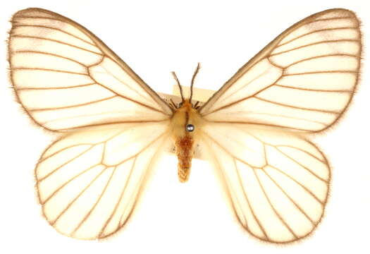 Image of Hibrildes venosa